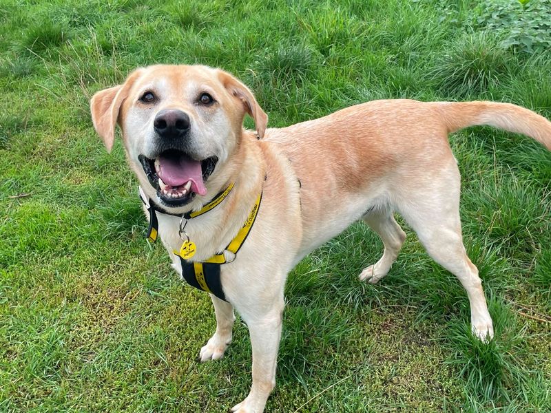 Loch | Retriever (Labrador) | Shrewsbury (Shropshire) - 2