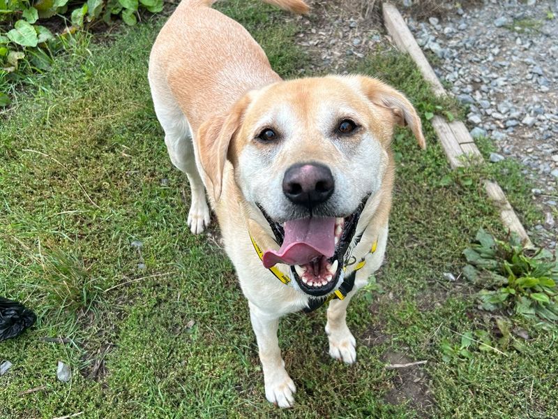 Loch | Retriever (Labrador) | Shrewsbury (Shropshire) - 3