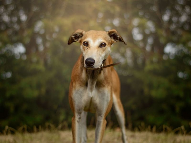 Sonny | Lurcher | Kenilworth (West Midlands) - 3