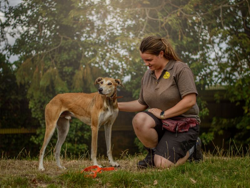 Sonny | Lurcher | Kenilworth (West Midlands) - 4