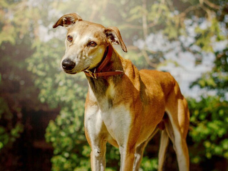 Sonny | Lurcher | Kenilworth (West Midlands) - 2