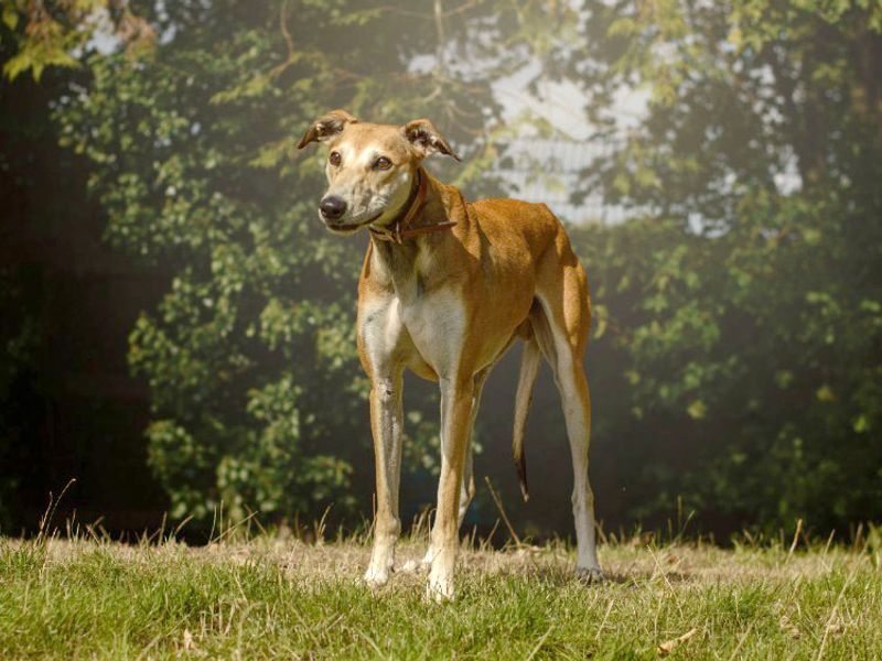 Sonny | Lurcher | Kenilworth (West Midlands) - 1