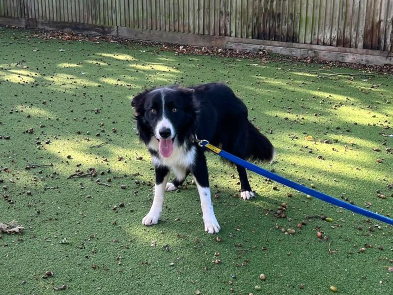 Ripple | Collie (Border) | Canterbury - 1