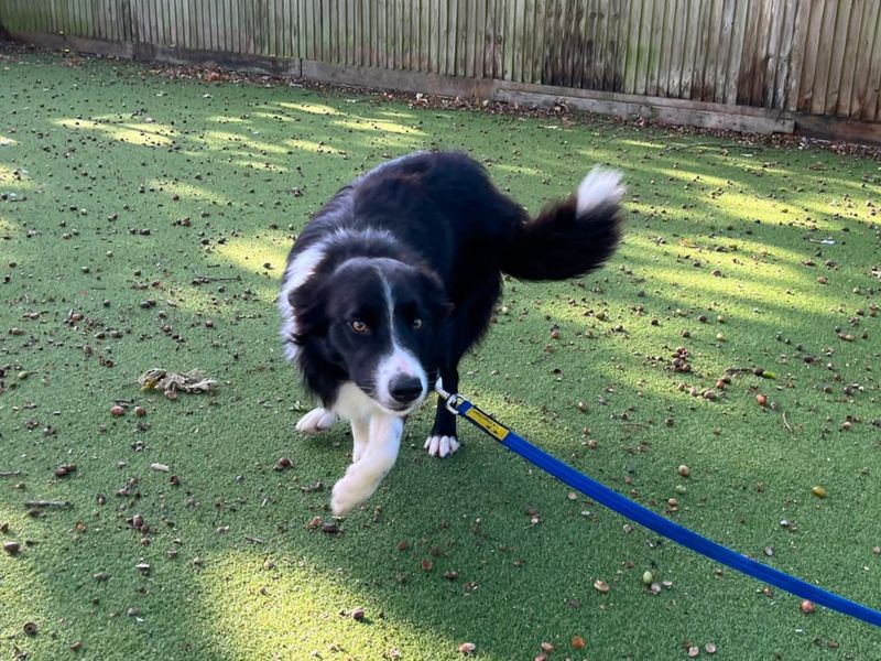 Ripple | Collie (Border) | Canterbury - 2