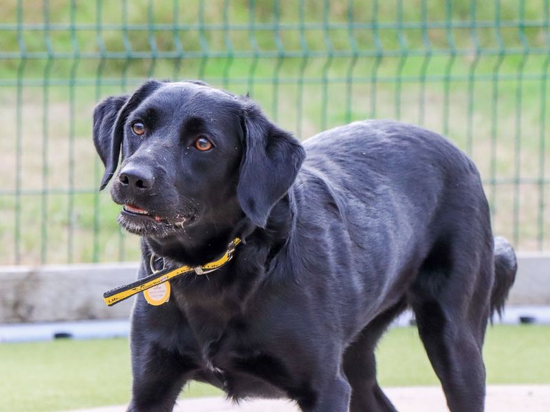 Marina | Retriever (Labrador) Cross | Evesham (Worcestershire) - 7