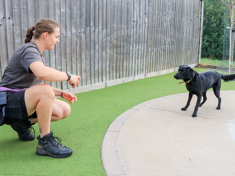 Marina | Retriever (Labrador) Cross | Evesham (Worcestershire) - 5