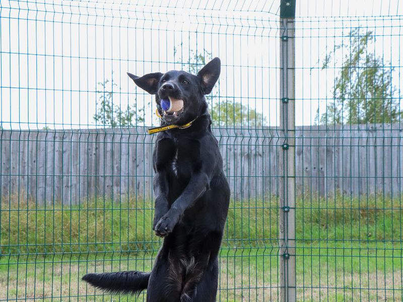 Marina | Retriever (Labrador) Cross | Evesham (Worcestershire) - 3