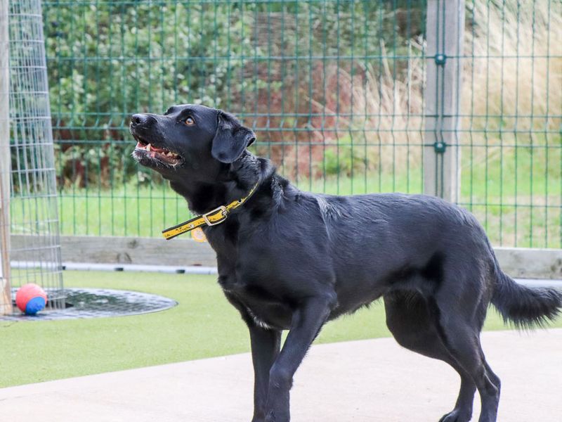 Marina | Retriever (Labrador) Cross | Evesham (Worcestershire) - 4