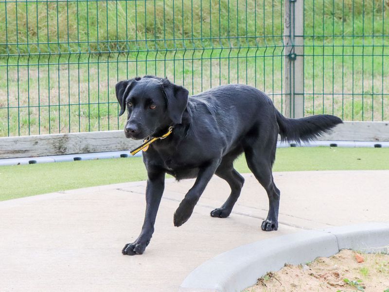 Marina | Retriever (Labrador) Cross | Evesham (Worcestershire) - 6