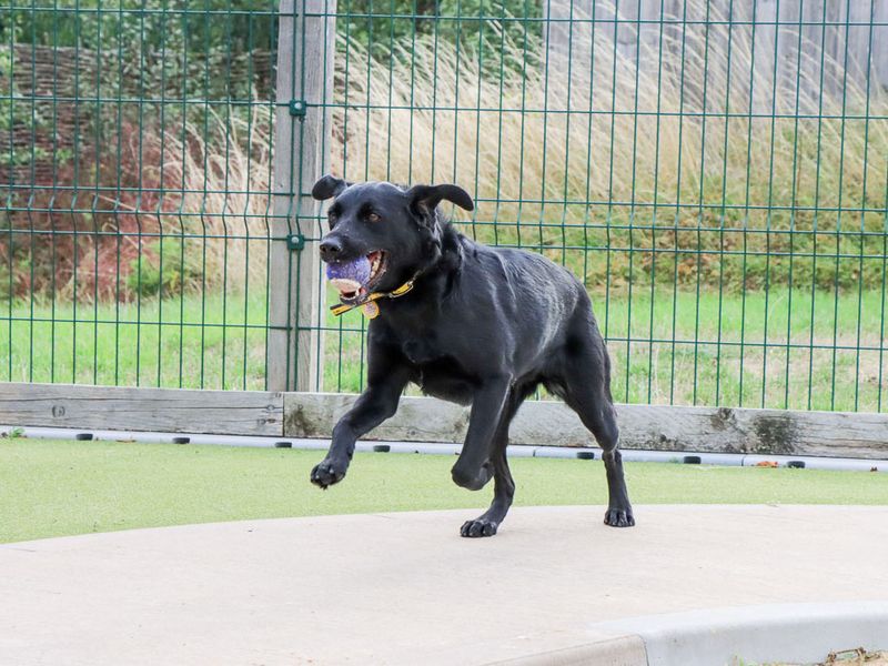 Marina | Retriever (Labrador) Cross | Evesham (Worcestershire) - 2