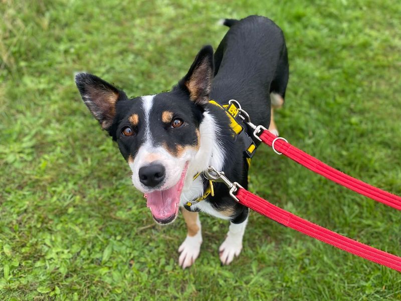 Splash | Collie (Border) Cross | Shrewsbury (Shropshire) - 2