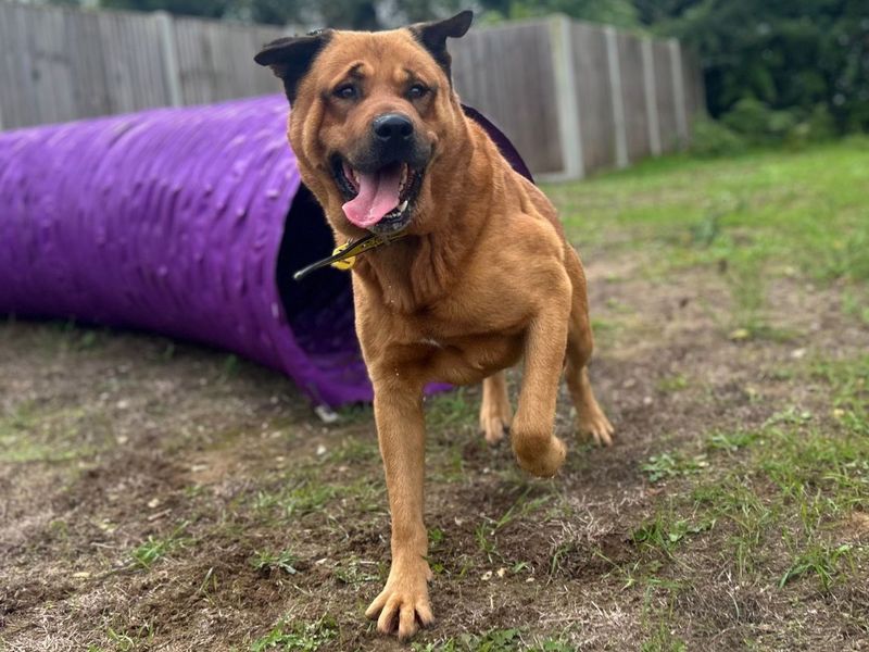 Bourbon | Rottweiler Cross | Snetterton (Norfolk) - 1