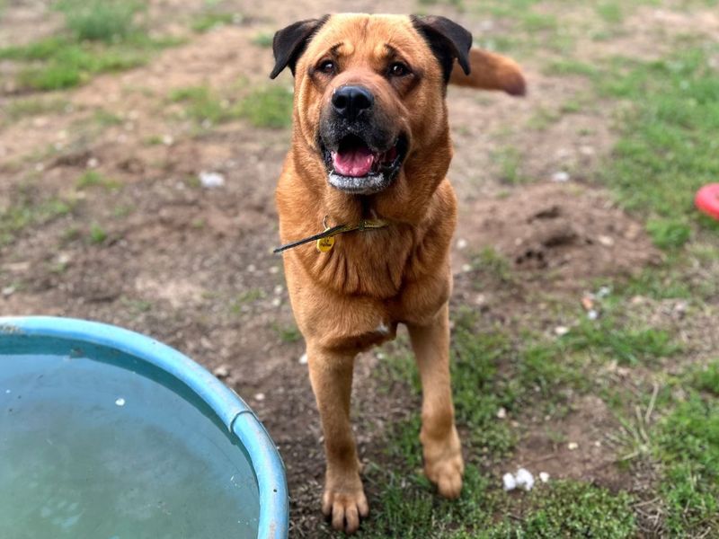 Bourbon | Rottweiler Cross | Snetterton (Norfolk) - 6