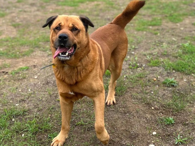 Bourbon | Rottweiler Cross | Snetterton (Norfolk) - 5