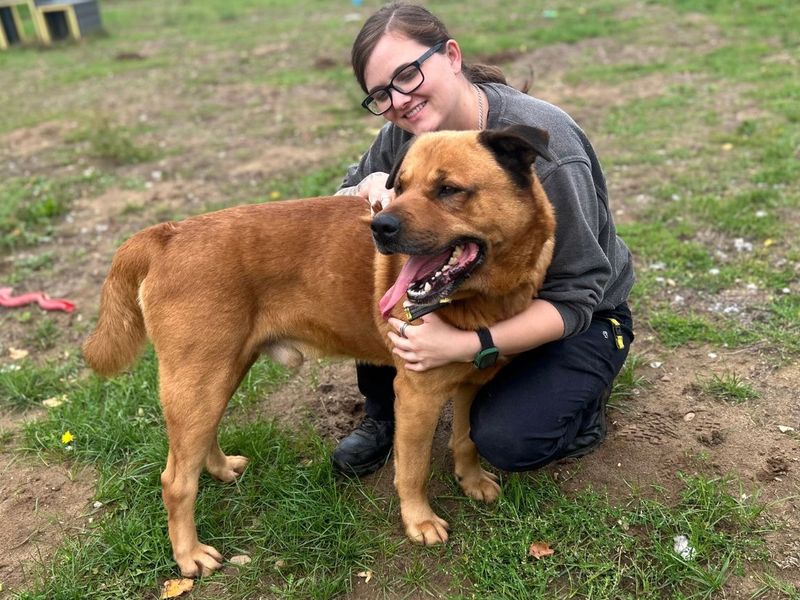 Bourbon | Rottweiler Cross | Snetterton (Norfolk) - 2