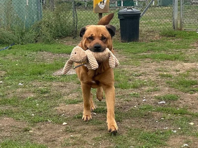 Bourbon | Rottweiler Cross | Snetterton (Norfolk) - 3