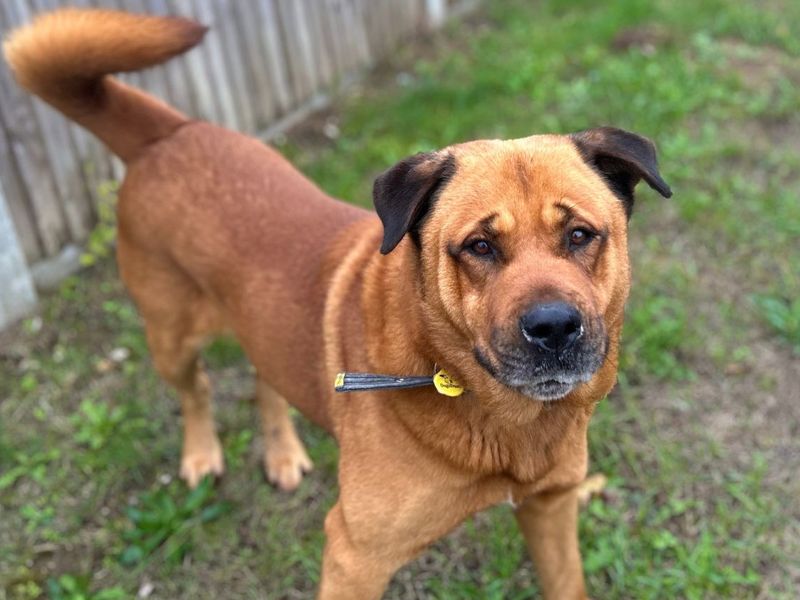 Bourbon | Rottweiler Cross | Snetterton (Norfolk) - 4