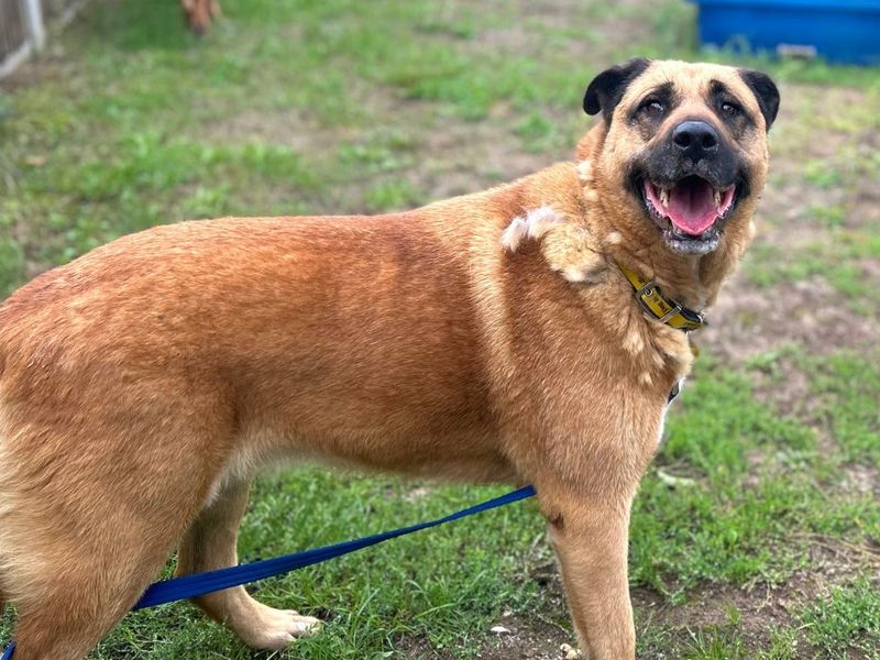 Honey | Rottweiler Cross | Snetterton (Norfolk) - 1