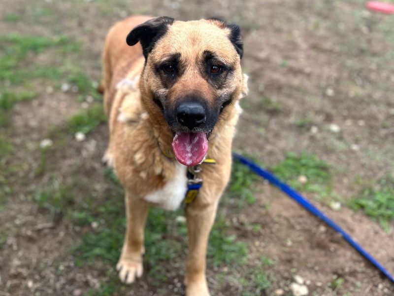 Honey | Rottweiler Cross | Snetterton (Norfolk) - 5