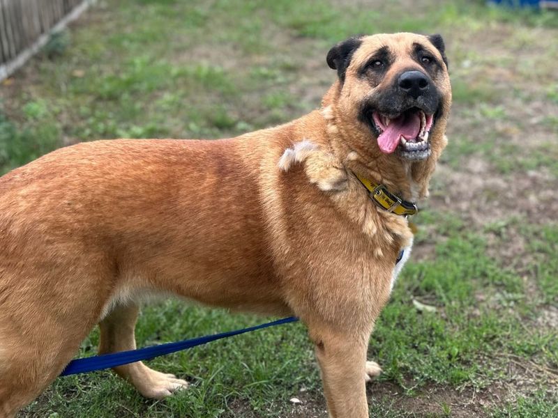 Honey | Rottweiler Cross | Snetterton (Norfolk) - 2