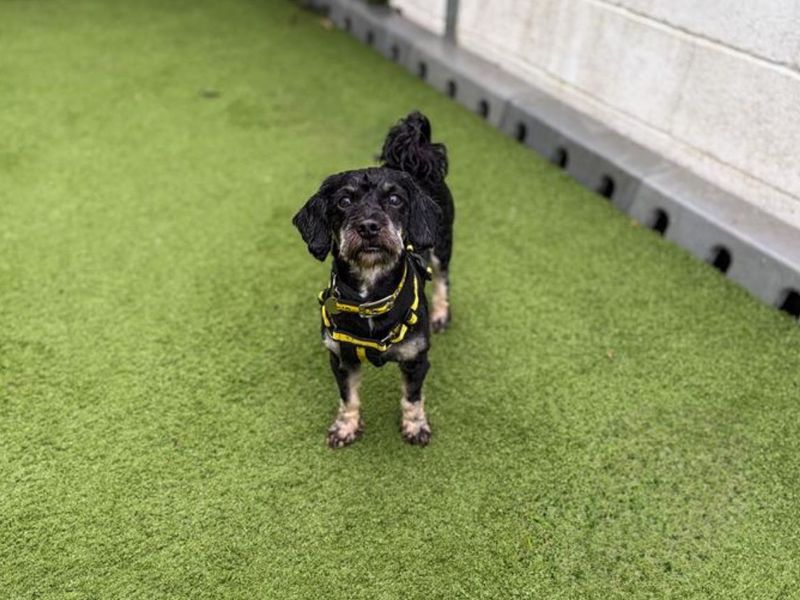Jameson | Shih Tzu Cross | Snetterton (Norfolk) - 3