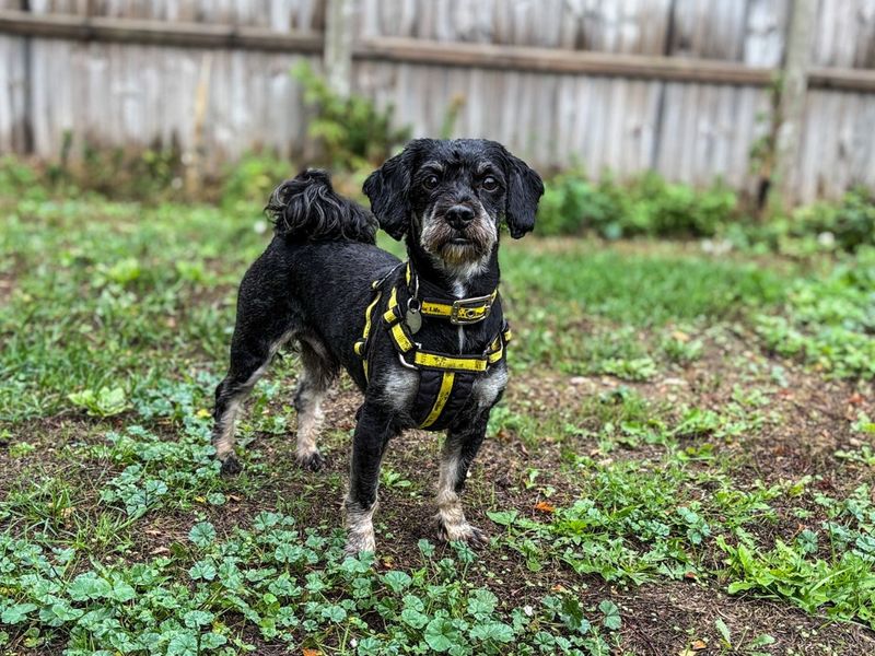 Poodle Dogs And Puppies For Adoption