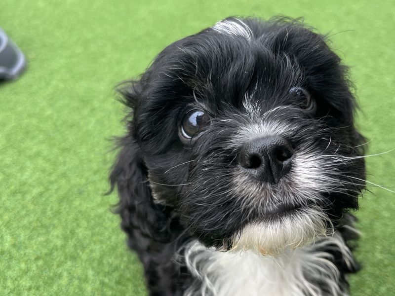 Poodle Dogs And Puppies For Adoption