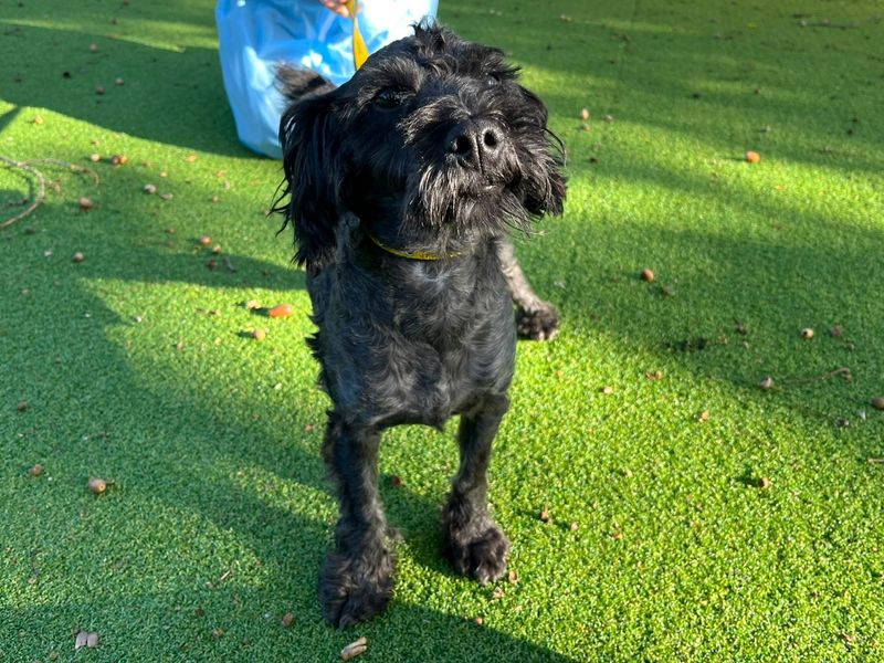 Cobbler | Poodle (Miniature) Cross | Canterbury - 2