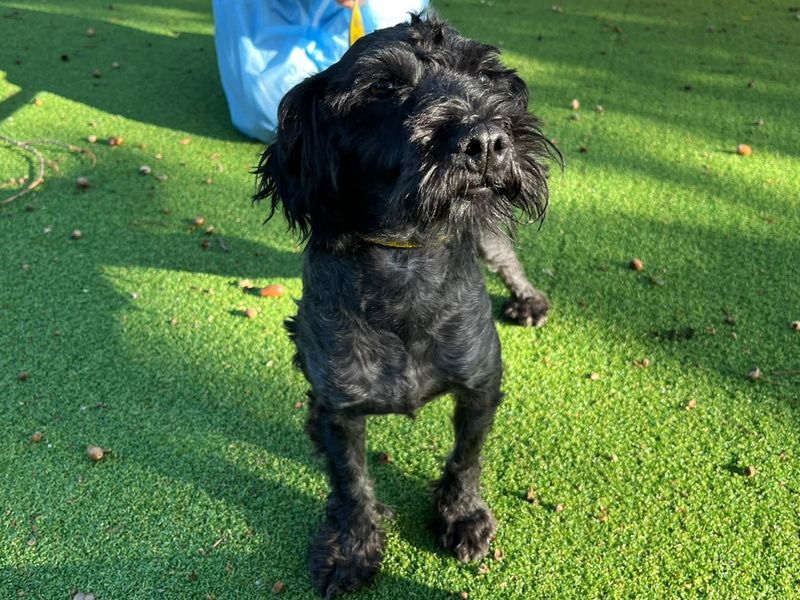 Cobbler | Poodle (Miniature) Cross | Canterbury - 1