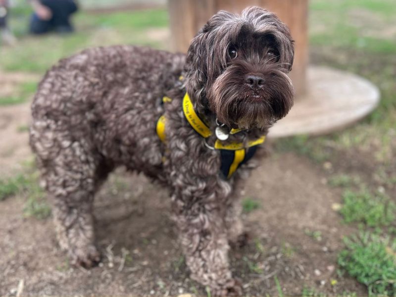 Malt | Spaniel (Cocker) Cross | Snetterton (Norfolk) - 7