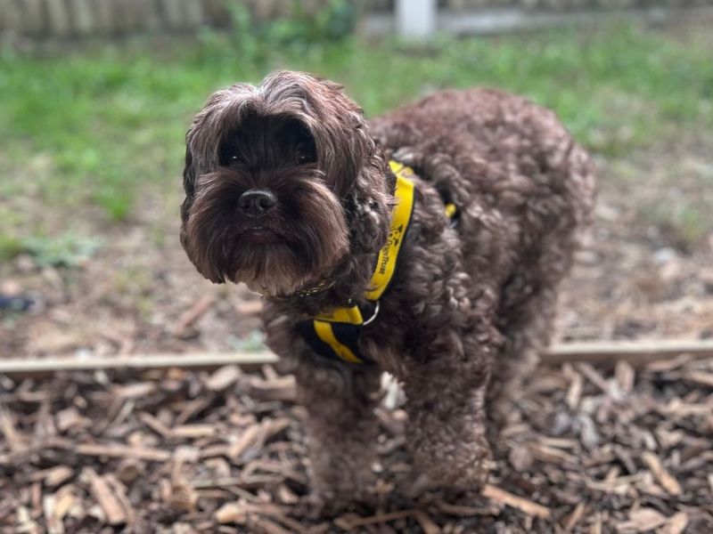 Malt | Spaniel (Cocker) Cross | Snetterton (Norfolk) - 1