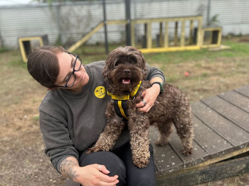 Malt | Spaniel (Cocker) Cross | Snetterton (Norfolk) - 5