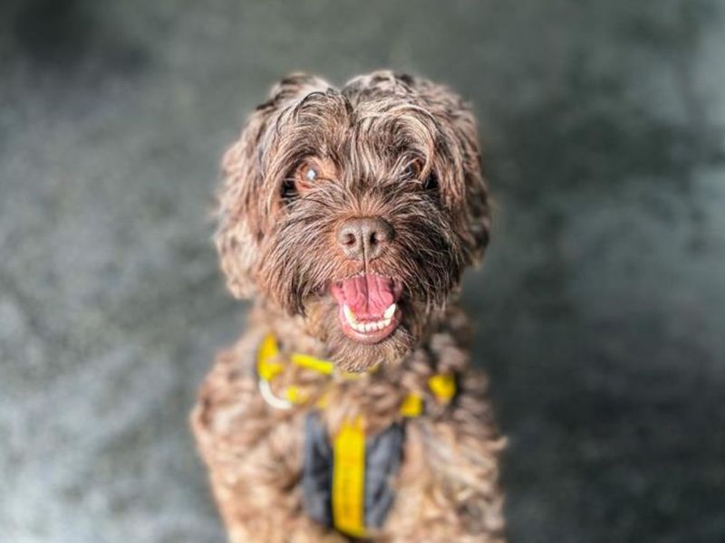 Malt | Spaniel (Cocker) Cross | Snetterton (Norfolk) - 6