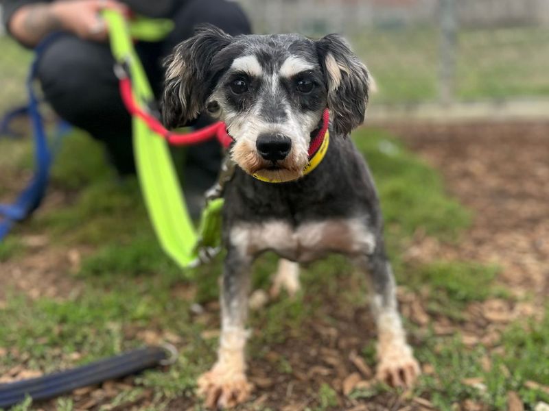 Lady S | Schnauzer (Miniature) | Snetterton (Norfolk) - 1