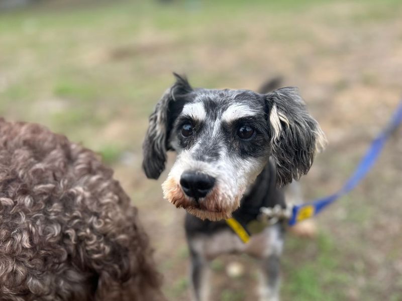 Lady S | Schnauzer (Miniature) | Snetterton (Norfolk) - 3