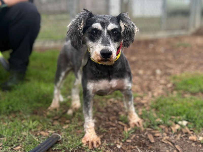 Lady S | Schnauzer (Miniature) | Snetterton (Norfolk) - 2