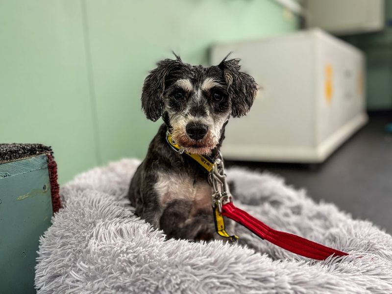 Lady S | Schnauzer (Miniature) | Snetterton (Norfolk) - 4