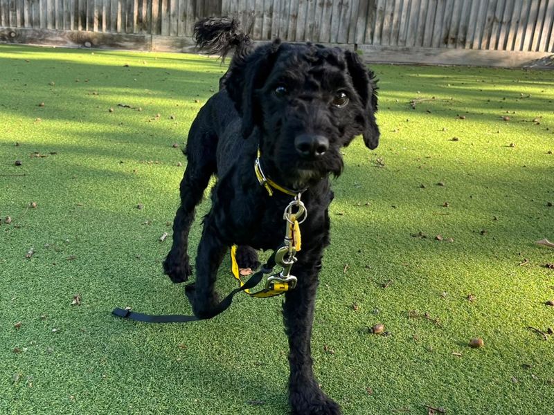 Scotch | Schnauzer (Miniature) Cross | Canterbury - 1