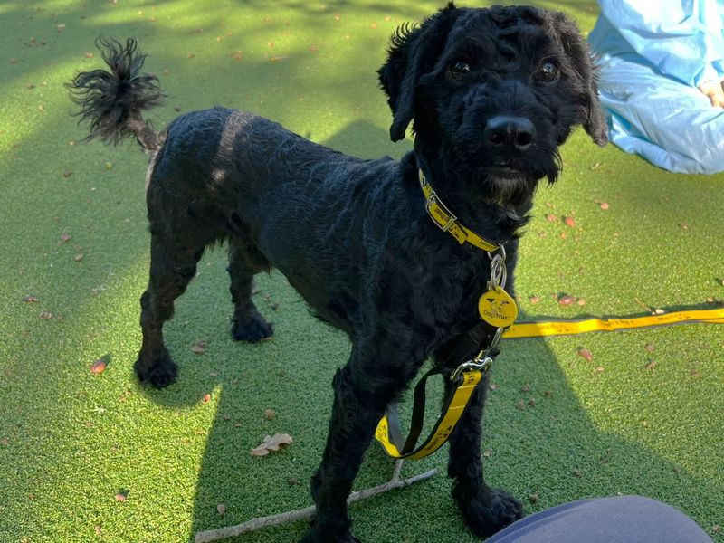 Scotch | Schnauzer (Miniature) Cross | Canterbury - 3