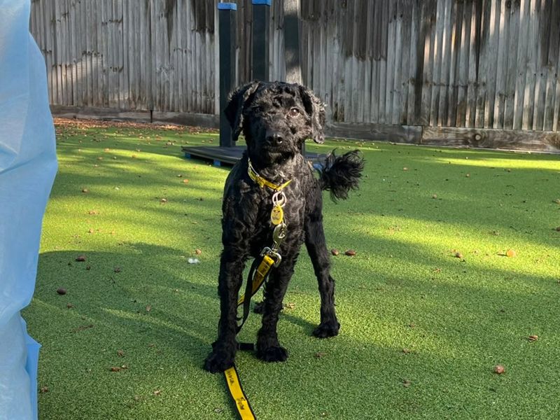 Scotch | Schnauzer (Miniature) Cross | Canterbury - 2