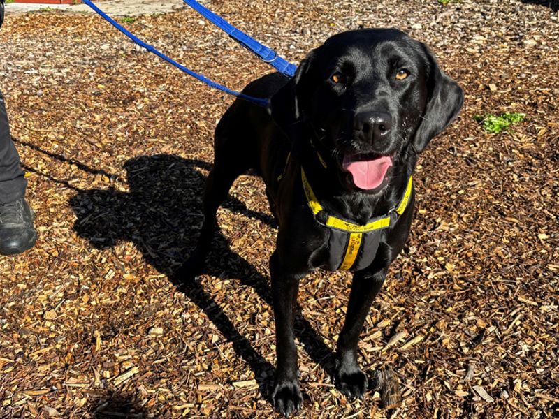 Nell | Retriever (Labrador) | Merseyside (Liverpool) - 1