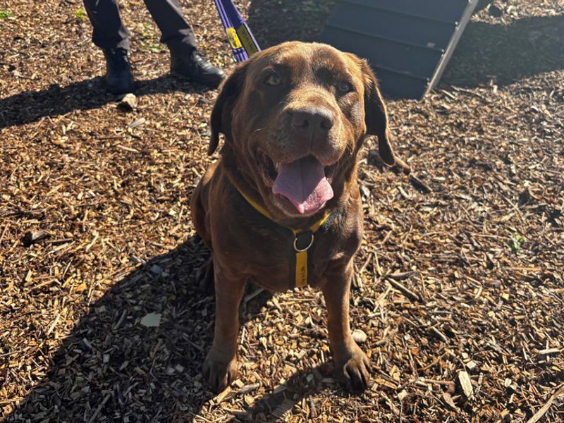 Remy | Retriever (Labrador) | Merseyside (Liverpool) - 1