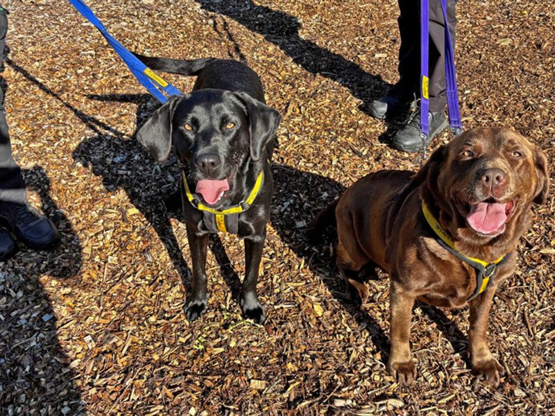 Remy | Retriever (Labrador) | Merseyside (Liverpool) - 2