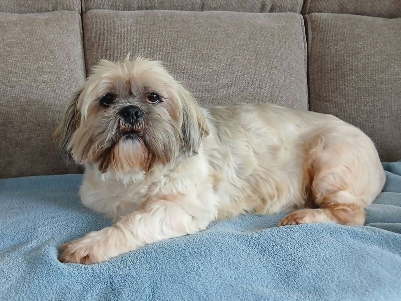 Rambo | Lhasa Apso | Canterbury - 3