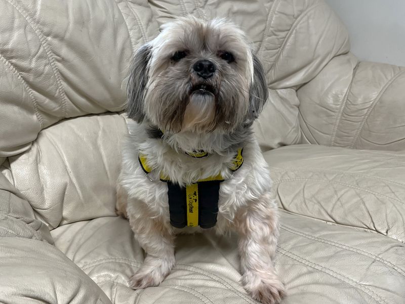 Rambo | Lhasa Apso | Canterbury - 2