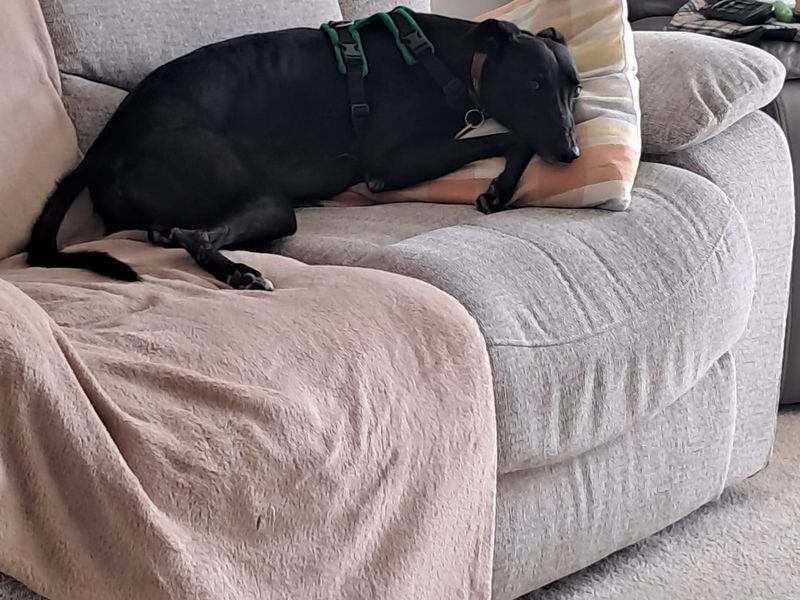 Milo | Whippet Cross | Newbury (Berkshire) - 2