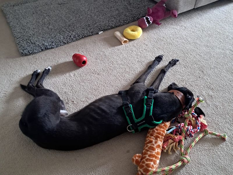 Milo | Whippet Cross | Newbury (Berkshire) - 4