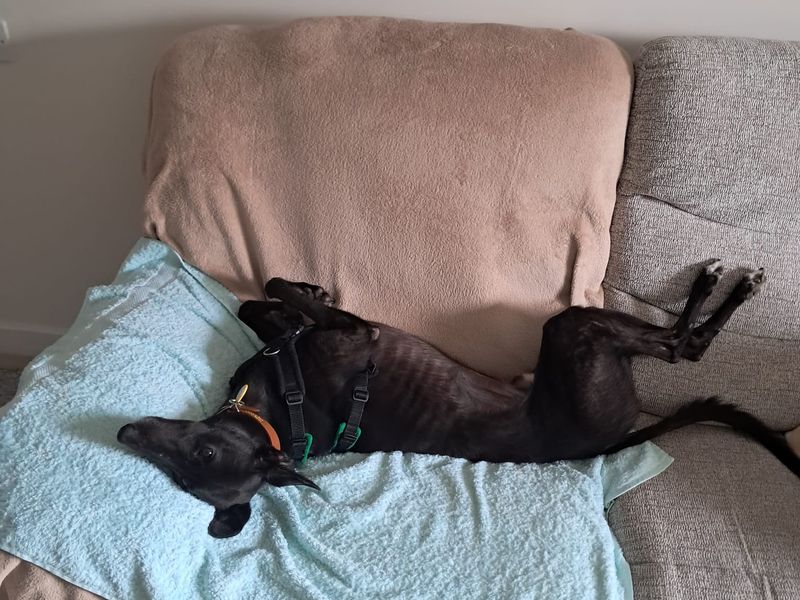 Milo | Whippet Cross | Newbury (Berkshire) - 1