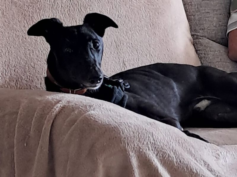 Milo | Whippet Cross | Newbury (Berkshire) - 3
