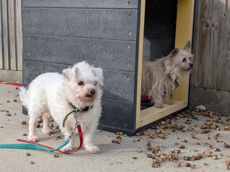 Snowy & Skippy - Image 2 of 2